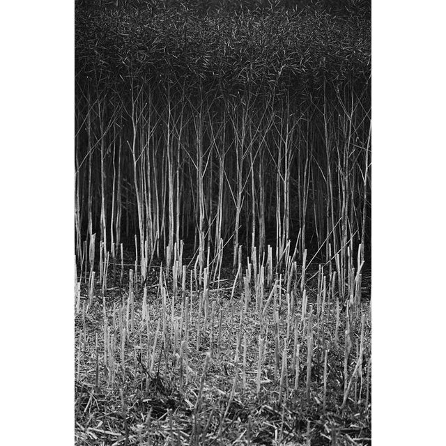 Not Yet Made - Made To Order Paul Cooklin, Stubble, Study IV, Occold, Suffolk, Edition of 50 For Sale - Image 5 of 5