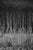 Not Yet Made - Made To Order Paul Cooklin, Stubble, Study IV, Occold, Suffolk, Edition of 50 For Sale - Image 5 of 5