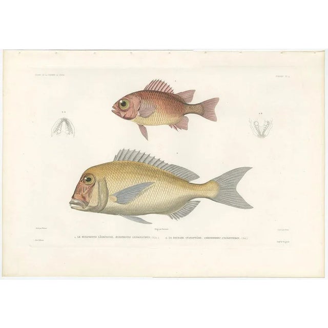 Antique Print of Soldierfish and Bluefin Seabream – Paris, 1846 This finely hand-colored lithograph features two...