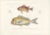 Antique Print of Soldierfish and Bluefin Seabream – Paris, 1846 This finely hand-colored lithograph features two...