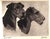 "Portraits of Dogs" 1931 Cobb, Bert For Sale - Image 4 of 12