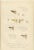 P. W. M. Trap, Sumatra Dragonfly and Insect Fauna Studies, 1887, Lithographs on Paper, Set of 6 For Sale - Image 6 of 10