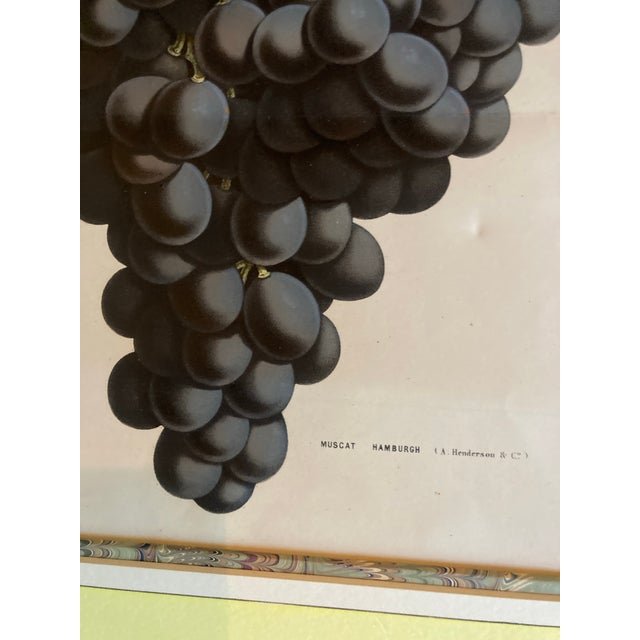 Late 19th Century Original and Matted Pair of 19th Century Color Engravings of Grape Varieties. For Sale - Image 5 of 6