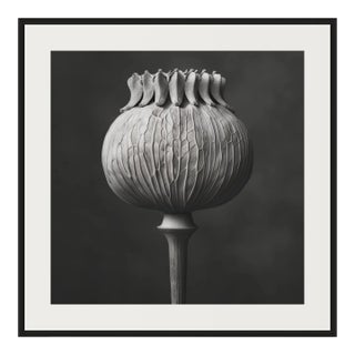 'Poppy Pod Head' No. 4 - Black and White Botanical Floral Photography Print / Karl Blossfeldt For Sale