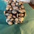 Bring the beauty of the ocean indoors with this beautifully detailed, handmade seashell trinket box. Perfect for beach...
