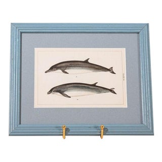 Antique Dolphin Print (C. 1900) Float Mount in Blue Vintage Frame For Sale