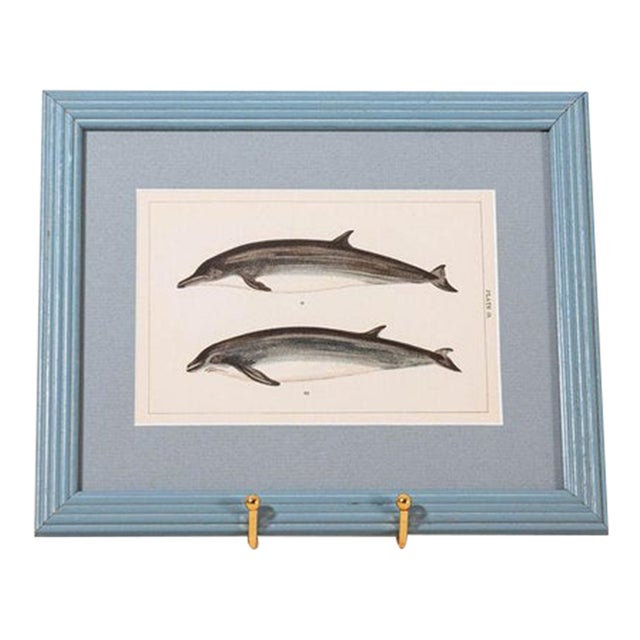 Antique Dolphin Print (C. 1900) Float Mount in Blue Vintage Frame For Sale