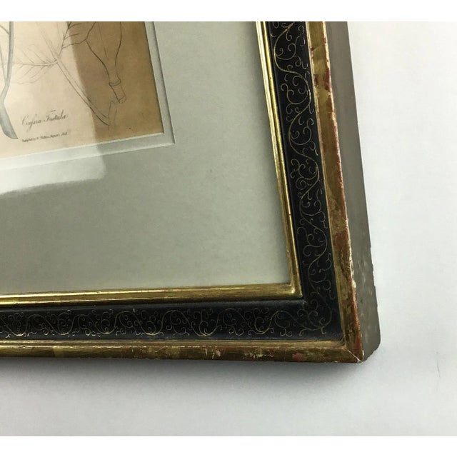 1910s Original Plate Botonical Art William Woodville London For Sale - Image 5 of 8