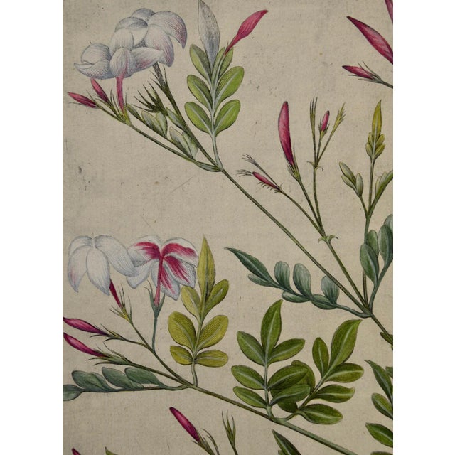 Green Flowering Jasmine and Laurel Plants: A Besler Hand-Colored Botanical Engraving, 1713 For Sale - Image 8 of 8
