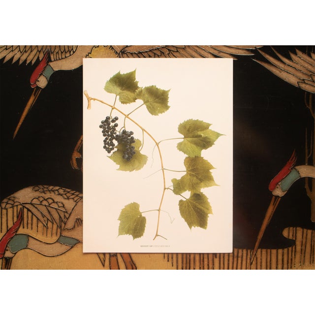 1900s U. P. Hedrick, Original Antique Photogravure of Vitis Riparia Grapes For Sale In Dallas - Image 6 of 7