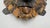 Maitland Smith Bronze Frog & Sea Turtle Sculpture For Sale - Image 9 of 15