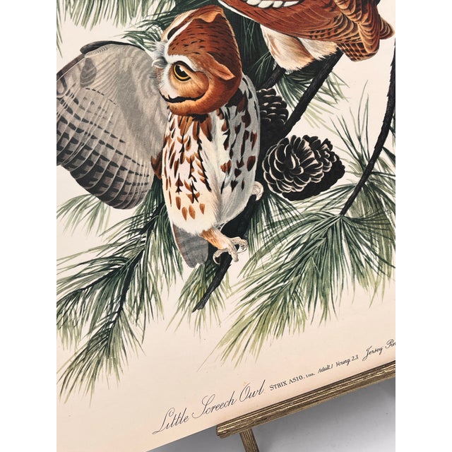 Audubon Bird Print – “Little Screech Owl”, 1964 Abrams Folio – Vintage Ornithology Art 1964 print from "The Audubon Folio:...
