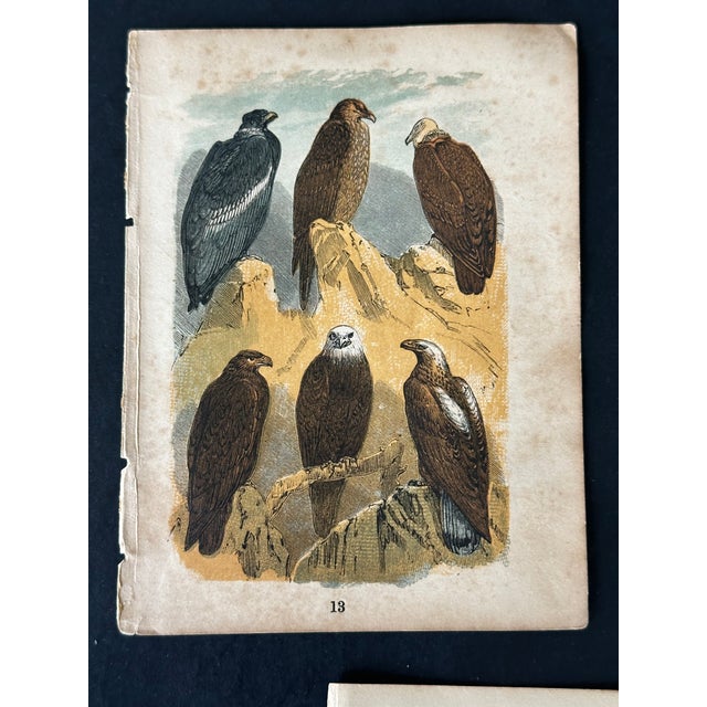 Paper Antique 19th Century Engraved Natural History Animal Art Prints Set of 5 For Sale - Image 7 of 10