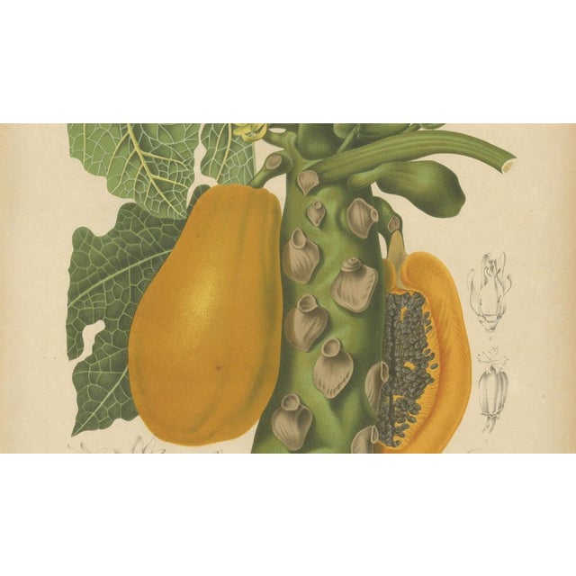 Hoola van Nooten, Papaya Botanical, 1880, Chromolithograph For Sale - Image 5 of 9