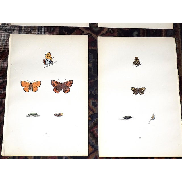 Mid 19th Century Authentic Antique 19th Century Hand Colored Butterfly Lithographs - Set of 11 For Sale - Image 5 of 9