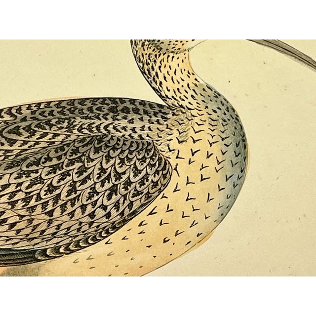Antique Bird Print From England Showcasing a Esquimaux Curlew - Circa 1880 For Sale - Image 4 of 11