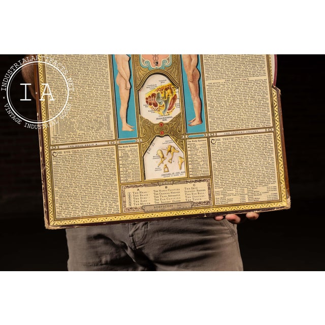 Vintage “Bodyscope” Rotating Anatomical Chart by Ralph H. Segal For Sale - Image 9 of 11