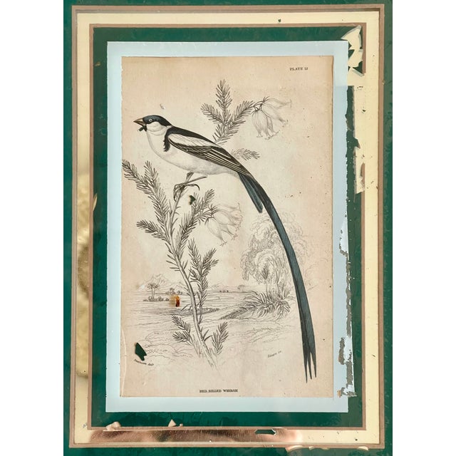 Mid 19th Century 19th C. English Bird Bookplates (1834) in Silver Gilt Wood Frames, a Pair For Sale - Image 5 of 12