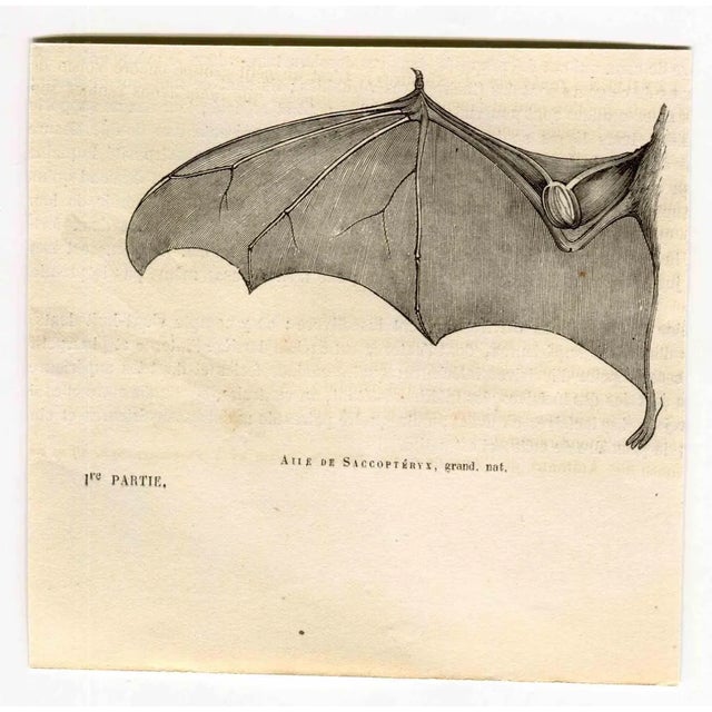 Paul Gervais, Saccoptery's Wing, Lithograph, 1854 For Sale
