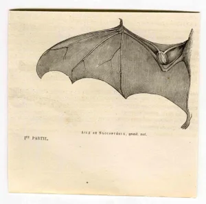 Paul Gervais, Saccoptery's Wing, Lithograph, 1854