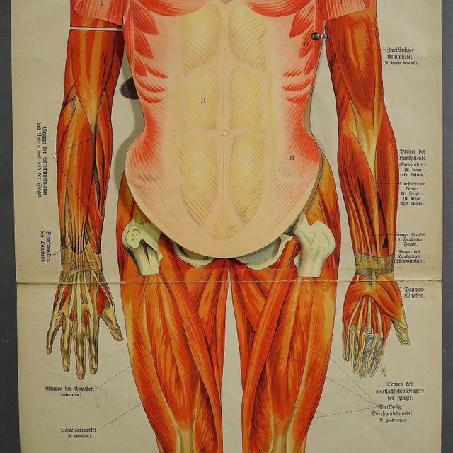 Antique Foldable Anatomical Wall Chart Depicting Human Musculature A rare 19. century anatomical wall chart depicting...