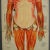 Antique Foldable Anatomical Wall Chart Depicting Human Musculature A rare 19. century anatomical wall chart depicting...