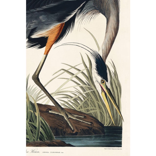 Black Great Blue Heron by John James Audubon, Vintage Art Print Reproduction, 20" × 30" For Sale - Image 8 of 9