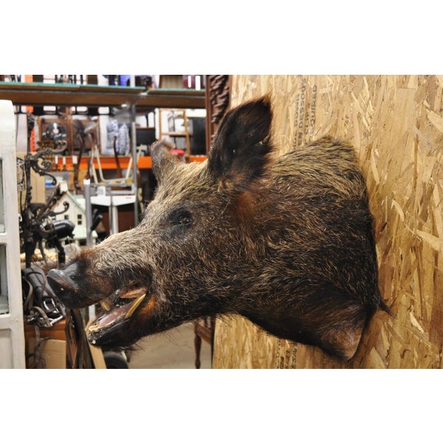 Vintage Wild Boar Head Taxidermy Hog Pig Head Wall Mount Log Cabin Decor For Sale - Image 13 of 18