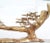 Brass and Glass Bonsai Coffee Table attributed to Willy Daro, 1970s For Sale - Image 9 of 14