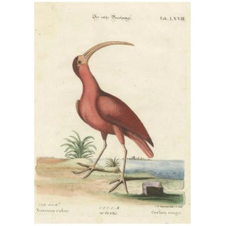 Johann Michael Seligmann, Red Curlew, 1770, Hand-Colored Engraving For Sale