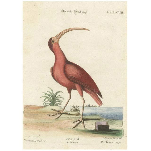 Johann Michael Seligmann, Red Curlew, 1770, Hand-Colored Engraving For Sale