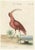 Johann Michael Seligmann, Red Curlew, 1770, Hand-Colored Engraving For Sale
