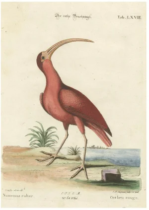 Johann Michael Seligmann, Red Curlew, 1770, Hand-Colored Engraving