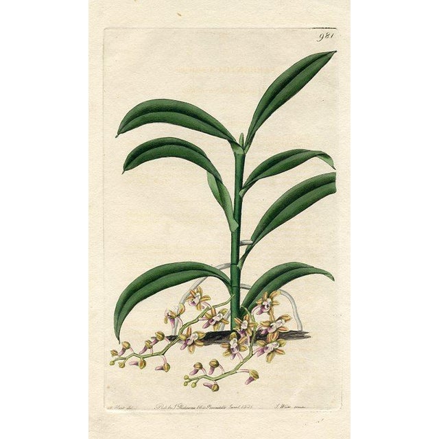 Original early-1800s hand colored engraving that appeared in "The Botanical Register", a British horticultural journal...