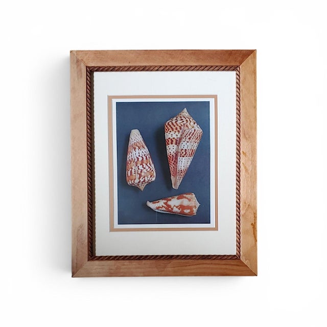 Classic Pair of vintage sea shell prints framed in Traditional carved wooden frames with textured cream colored bordered...