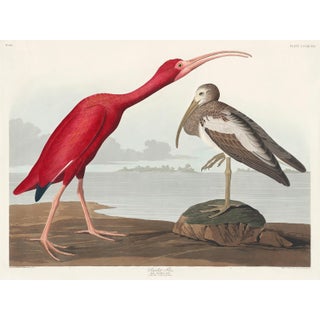 Scarlet Ibis by John James Audubon, Vintage Art Print Reproduction, 16" × 12" For Sale