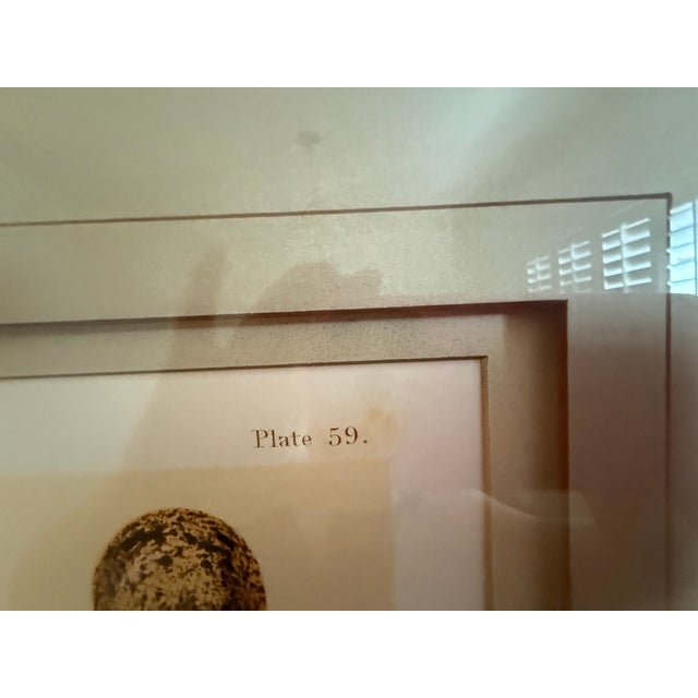 Ethan Allen Eggs of British Birds I For Sale In Denver - Image 6 of 13