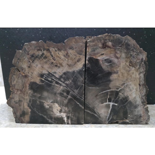 Wood XL Petrified Wood Bookends 6.5”h 5”w 4"d Natural Top Fossil Art Decor 19+ Lbs! For Sale - Image 7 of 11