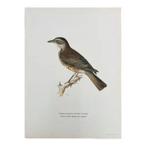 Antique Bird Print