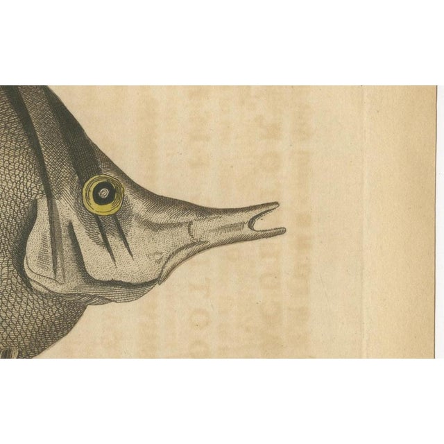Black Long-Nosed Surgeonfish, 1794, Print on Paper For Sale - Image 8 of 12
