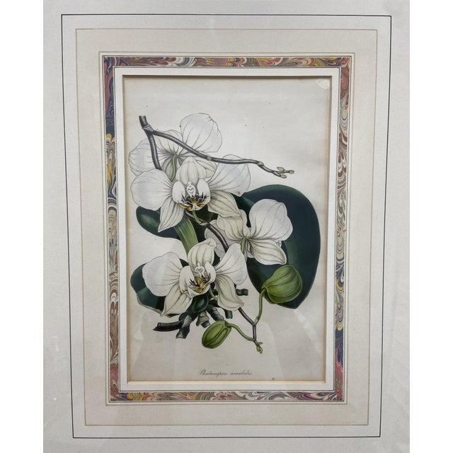 Illustration 19th Century Etching of Moth Orchids For Sale - Image 3 of 11