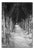 Paul Cooklin, Treeline, Edition of 50 For Sale