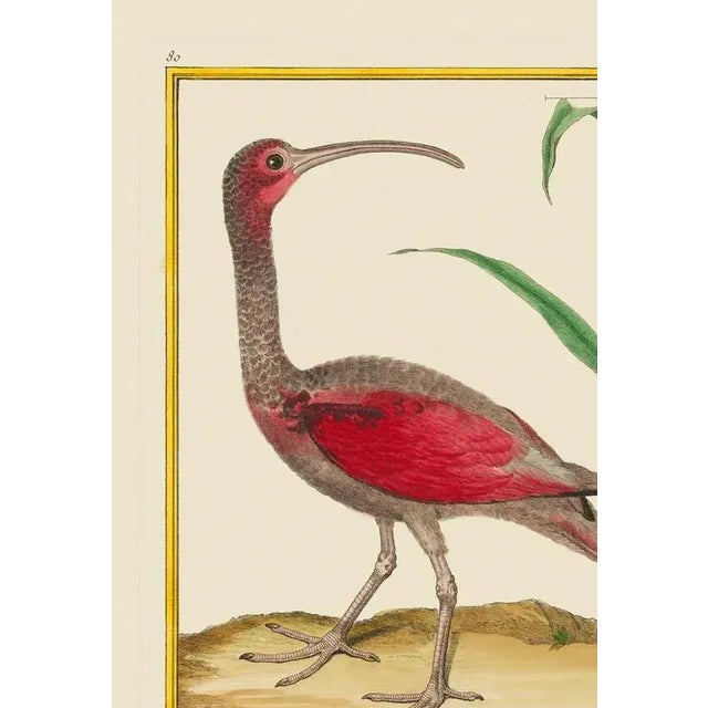 Here we have a red curlew bird. The print has the birds name in French at the bottom if you would like to do further...