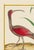 Here we have a red curlew bird. The print has the birds name in French at the bottom if you would like to do further...