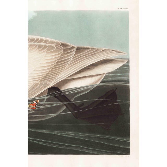 John James Audubon Trumpeter Swan, 1827 – John James Audubon Vintage Bird Art Print, 12" X 8" For Sale - Image 4 of 6