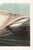 John James Audubon Trumpeter Swan, 1827 – John James Audubon Vintage Bird Art Print, 12" X 8" For Sale - Image 4 of 6
