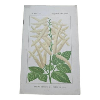 Antique French Botanical Lithograph - Aruncus dioicus by Henri Ernest Baillon For Sale