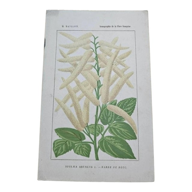 Antique French Botanical Lithograph - Aruncus dioicus by Henri Ernest Baillon For Sale