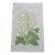 Antique French Botanical Lithograph - Aruncus dioicus by Henri Ernest Baillon For Sale