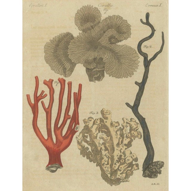 Bertuch, Four Corals, 1790, Engraving For Sale - Image 3 of 9